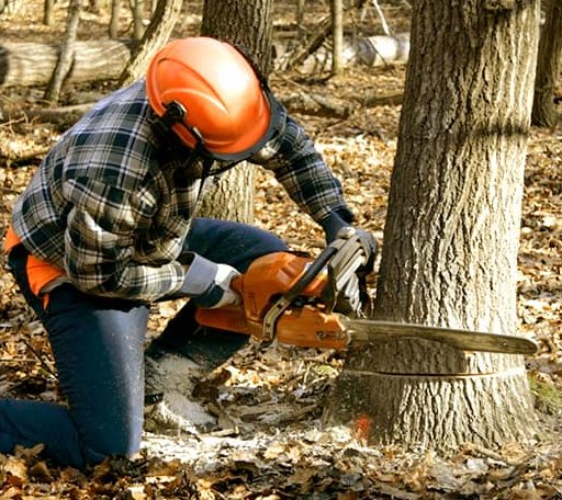 Tree Removal in Willis, VA